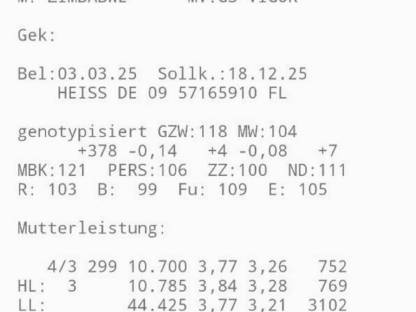 Trächtige Fleckviehzuchtkalbin
