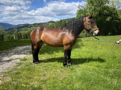 3-jährige Norikerstute