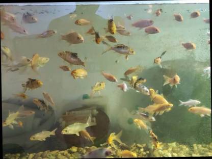 Bild 2:Koi / Butterflykoi