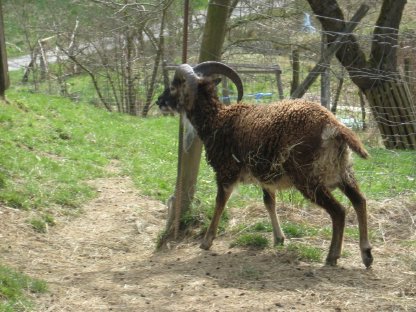 Bild 3:Soay-Schafböcke, Soay-Weibchen, Landschaftspflege-Rasse