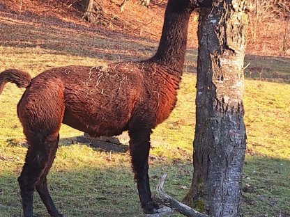 Alpakastute, schwarzbraun abzugeben