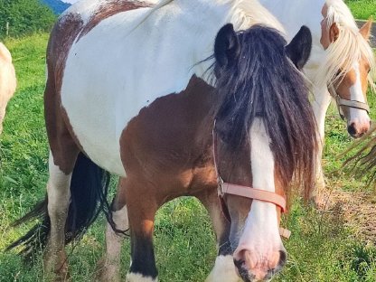 Irish Cob Stute, Tinker