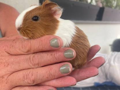 Meerschweinchen