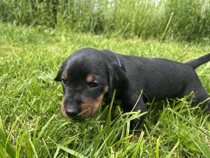 Bild 3:Slovensky Kopov Welpen