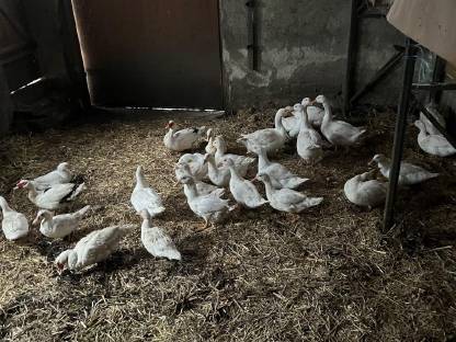 Enten und Gänse