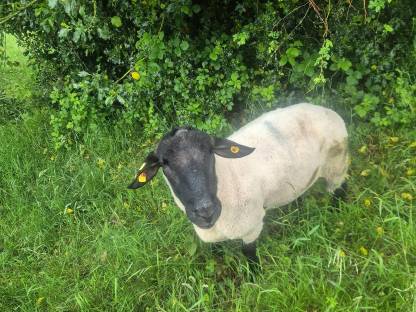 Suffolk Bock