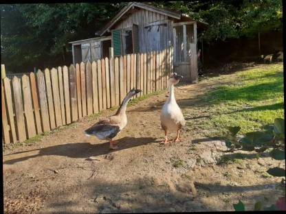 Bild 2:Afrikanische Höckergänse