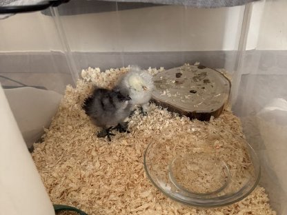 Zwergseidenhühnerküken abzugeben