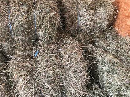 Heu Grummet 2. Schnitt in Kleinballen