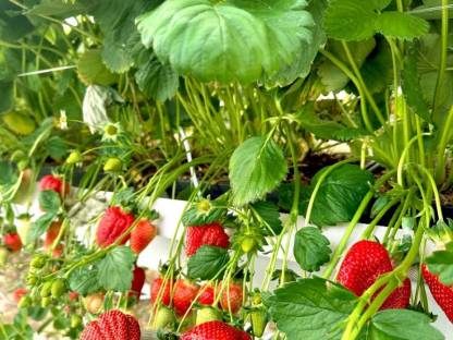 Erdbeeren