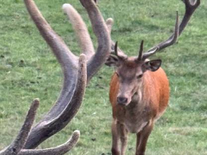 Bild 6:Rothirsch Zuchthirsche