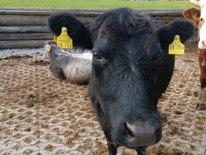 Bild 4:Aberdeen Angus