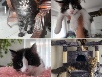 Maine Coon Katzen Kater Babys Kitten