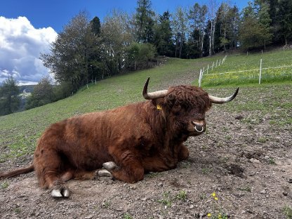 Bild 4:Stier Cäser mit Herdenbuch