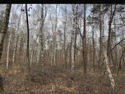 Birken - Selbstwerbungsbrennholz