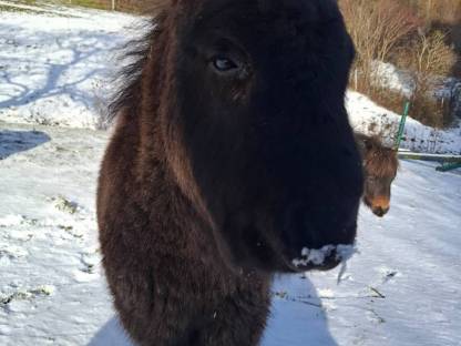 Bild 3:Minishetty Hengst