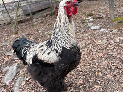 Bild 4:Brahma Hähne