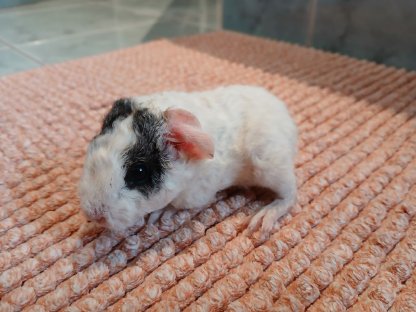 Meerschweinchen
