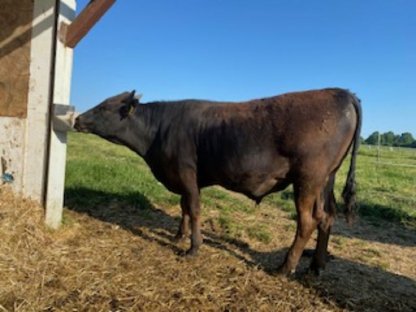 Wagyu Fullblood Jungbulle zu verkaufen