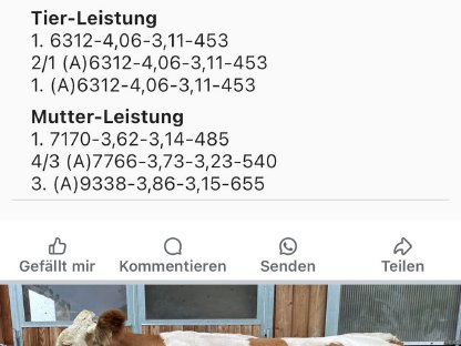BIO Milchkuh