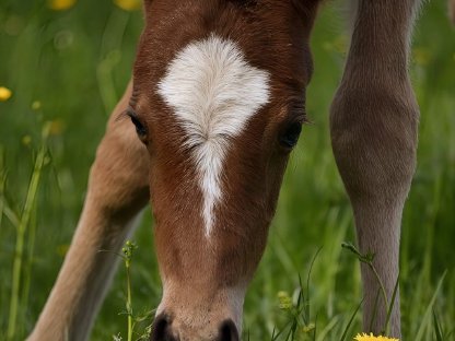 Reitpony Hengstfohlen Nesquik SP