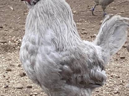 Bild 2:Bruteier Lavender Araucaner blutsfremd