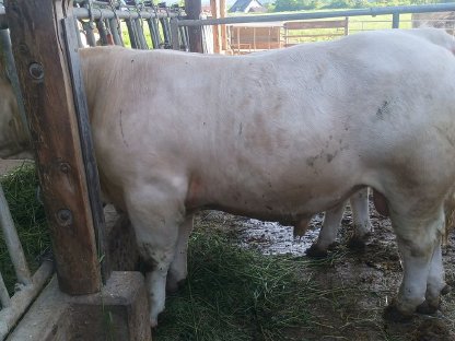 Charolais Zuchtstier