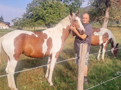 Bild 4:Pinto Junghengst