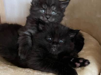 Maine Coon Kitten