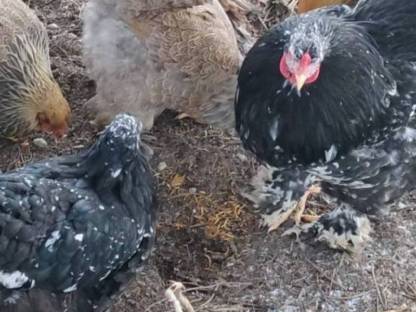 Bild 2:Brahma & Zwergseidenhühner Bruteier