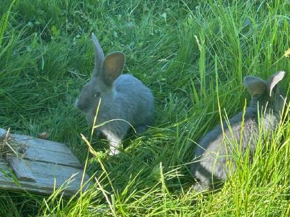 Bild 4:Junge Deutsche Riesen Fleischhasen