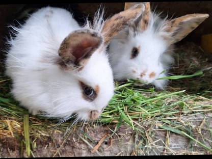 Kaninchen