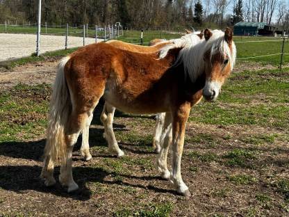 Verkaufe 2 Haflinger Hengste
