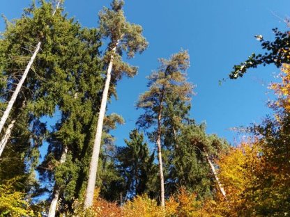 Verkaufe Wald in Tarsdorf