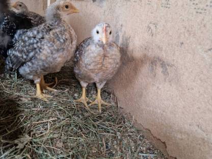 Bild 3:Bielefelder Kennhuhn