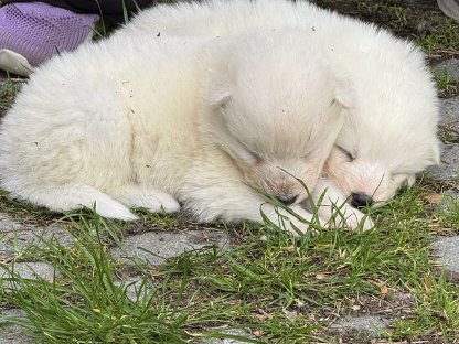 Bild 2:Samojeden-Welpen aus TOP-Zucht