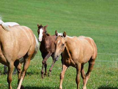 Palomino Hengst