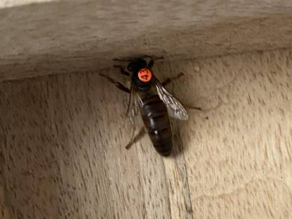 Carnica Bienenkönigin F1 Wirtschaftskönigin