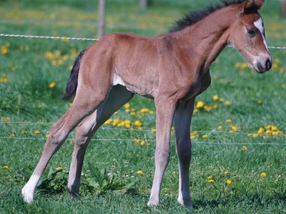 Bild 2:Ein Hengstanwärter mit viel Charme und Charisma