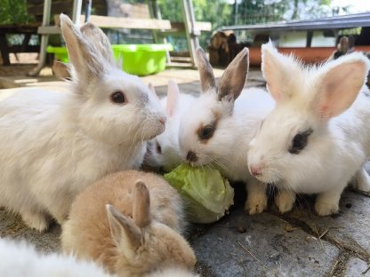 Kaninchen Babys und Erwachsene