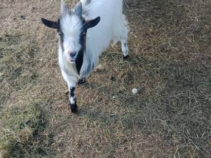 Zwergziegenbock