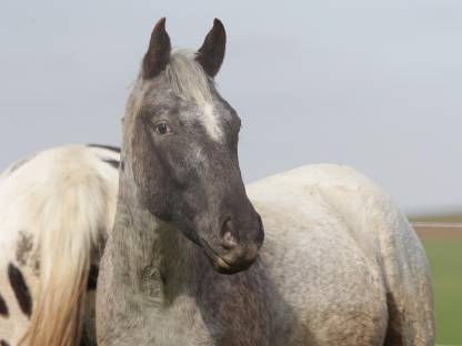 Appaloosa Stute, 2-jährig