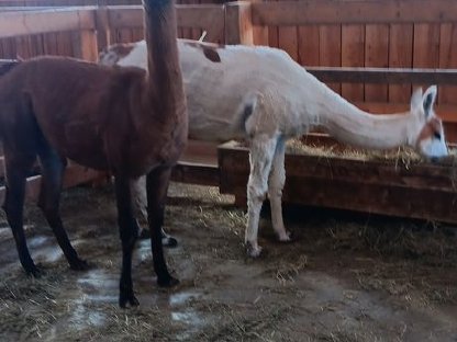 Bild 9:Lama zu verkaufen