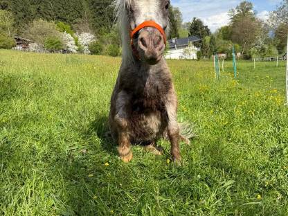 Pony