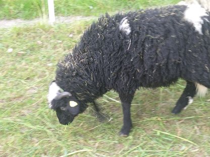Bild 3:Waldschaf Lämmer zu verkaufen