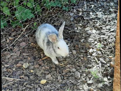 Kaninchen rhönfarbig
