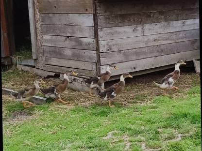 Enten