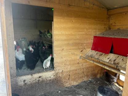 Bild 5:Hühnerstall für 150 Bio-Hühner