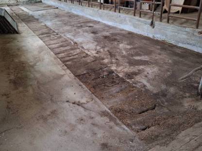 Bild 2:Rinderaufstallung