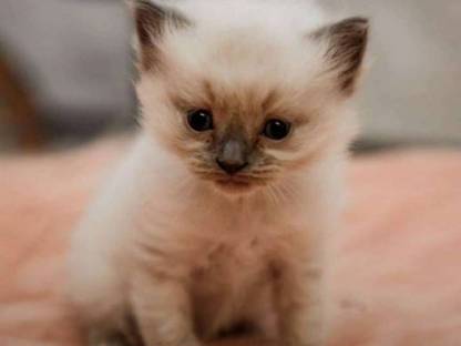 Katzen